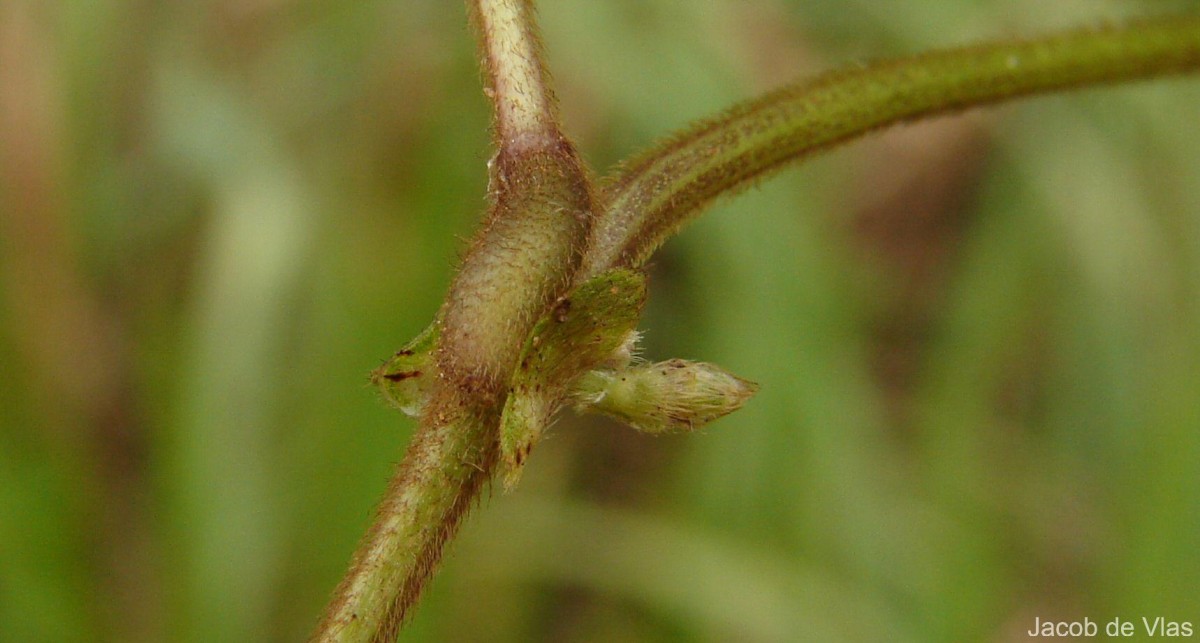 Vigna mungo (L.) Hepper